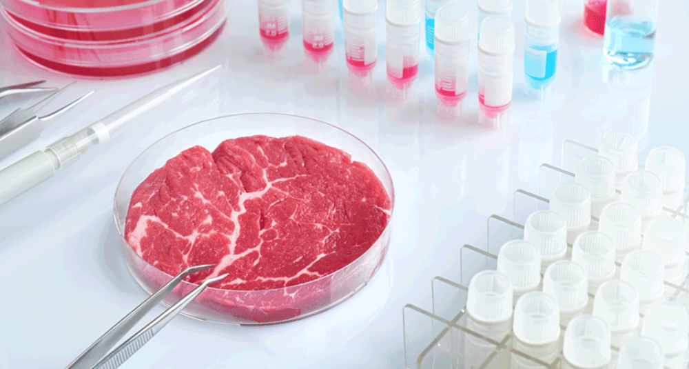 Laboratory setting with a piece of cultured meat on a dish