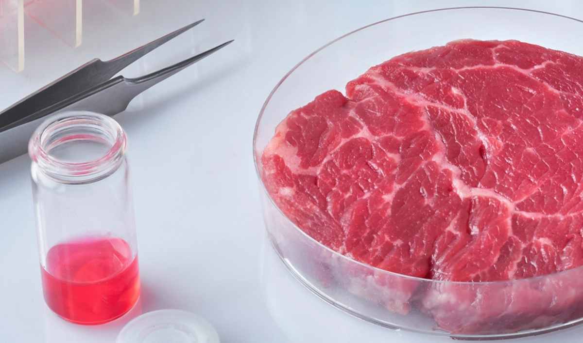 A fresh raw steak in a Petri dish with scientific tools