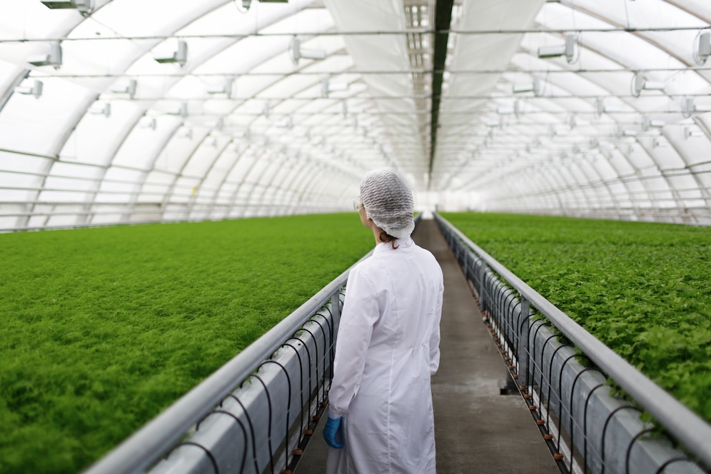 A researcher in a white lab coat and hairnet stands in a greenhouse