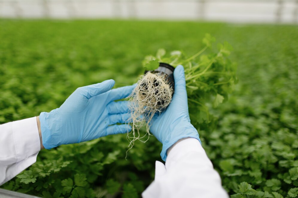 Scientist in gloves examining the roots of a plant in a greenhouse.