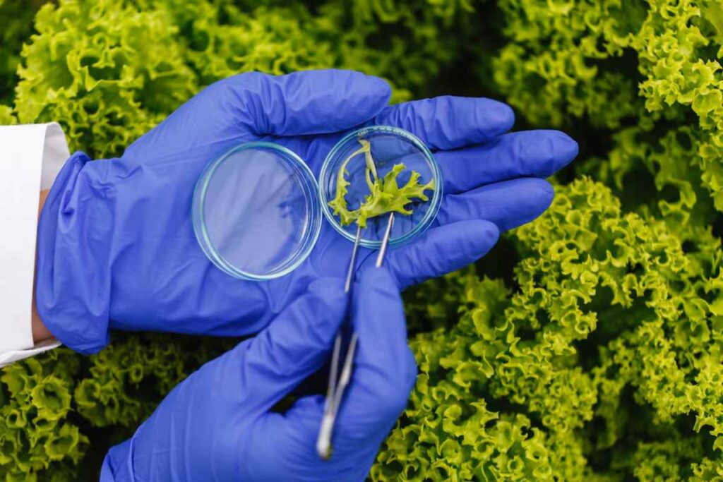 Gloved hands holding a magnifying glass and tweezers examining a small plant