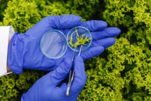 Gloved hands holding a magnifying glass and tweezers examining a small plant