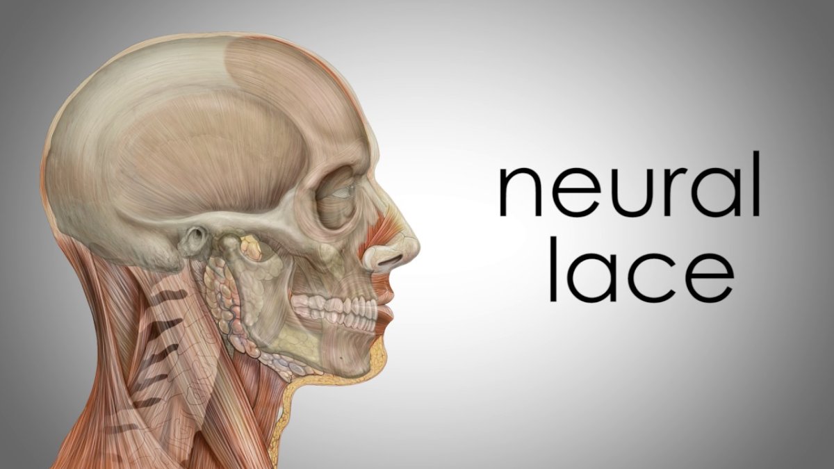 Anatomical illustration of a human skull side profile with labeled muscles and text 