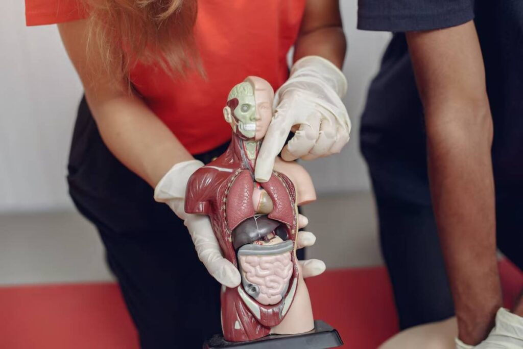 Medical students examining an anatomical model of human organs.
